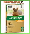 Advantage Orange Small Cats 6 Month Pack